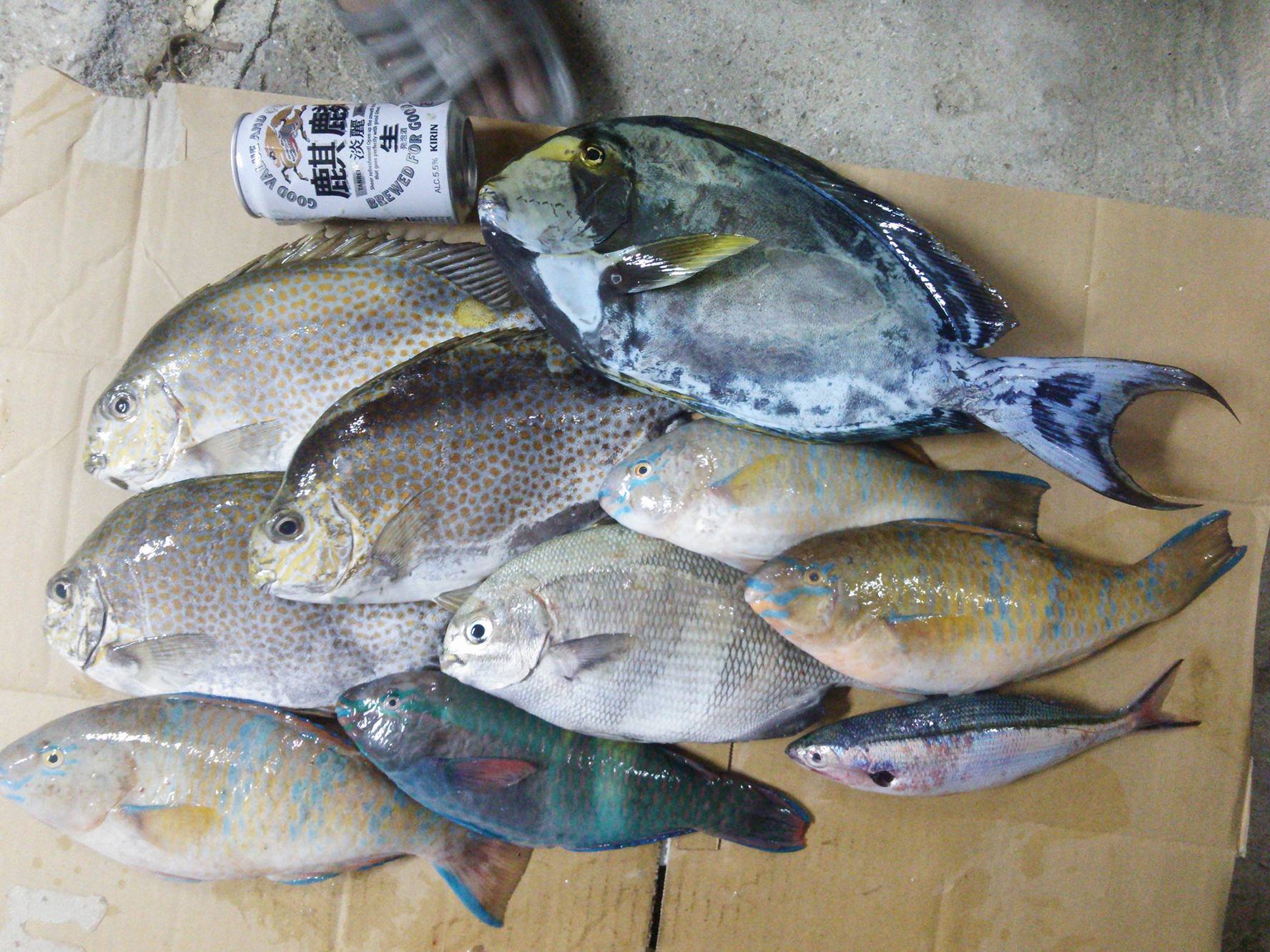 ポイント公開 沖縄のフカセ釣りで大物を釣り上げるには 本土のグレ釣りの技術はほとんど通用しない 沖縄フカセ釣り ときには釣り