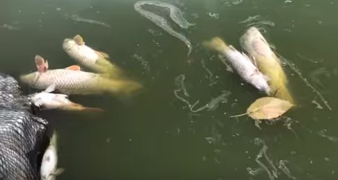 【悲報】沖縄県沖縄市総合運動公園の魚、大量に死んでいるのがみつかる。